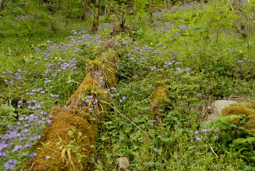 great smokies spring 2013 1