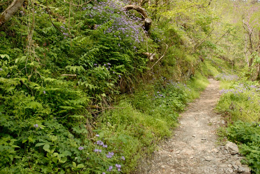 great smokies spring 2013 2