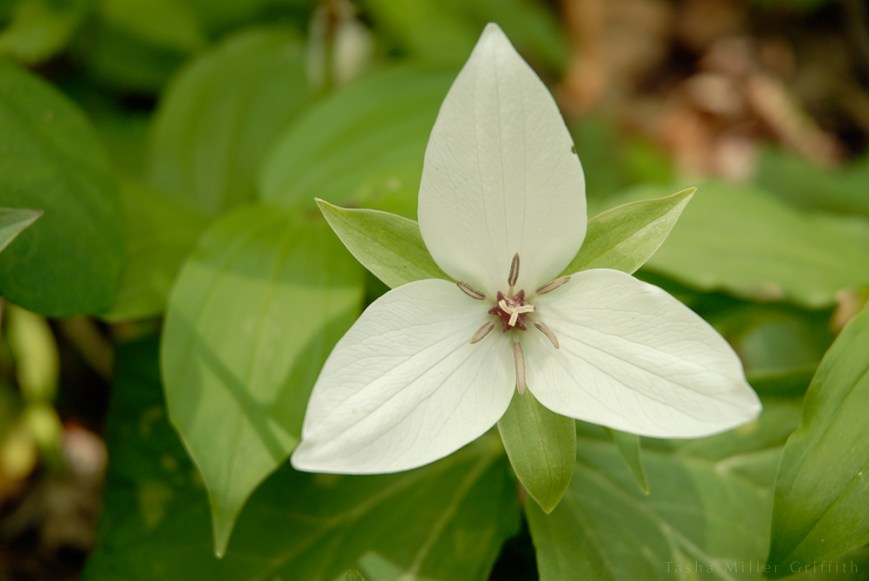 great smokies spring 2013 3