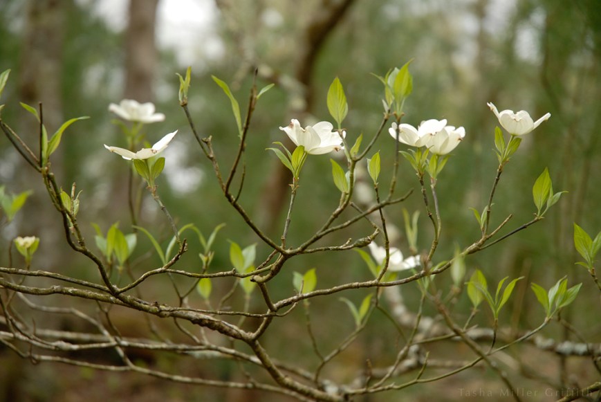 great smokies spring 2013 4