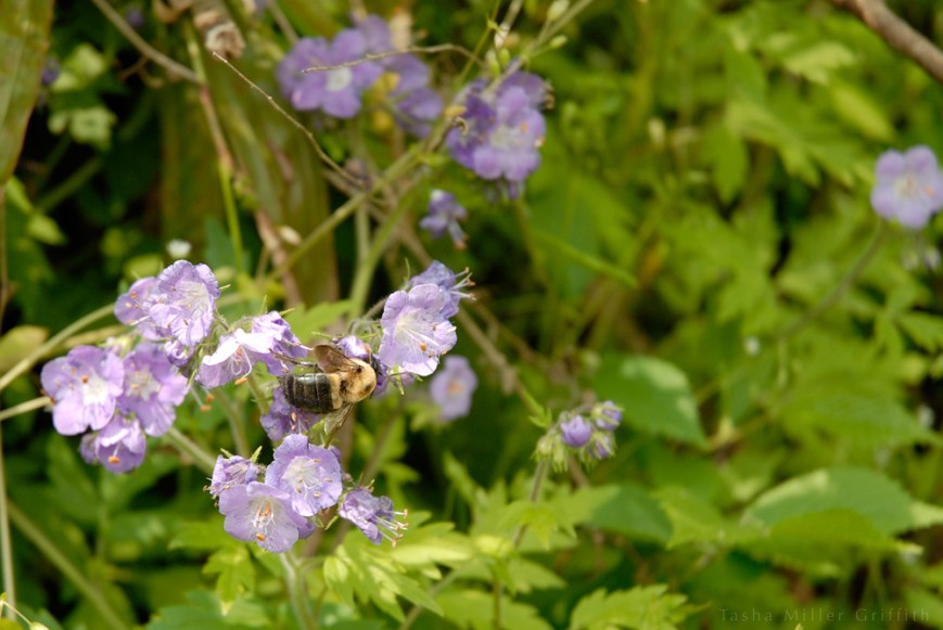 great smokies spring 2013 5