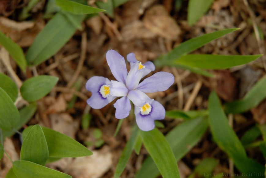 great smokies spring 2013 6