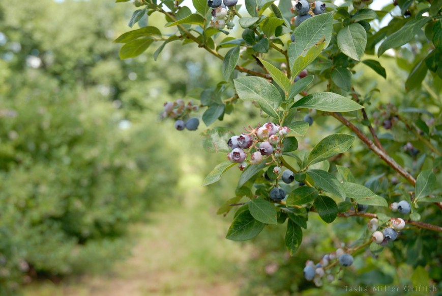 blueberry picking 1
