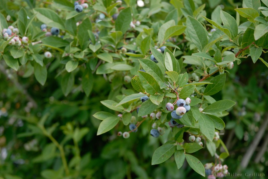 blueberry picking 2