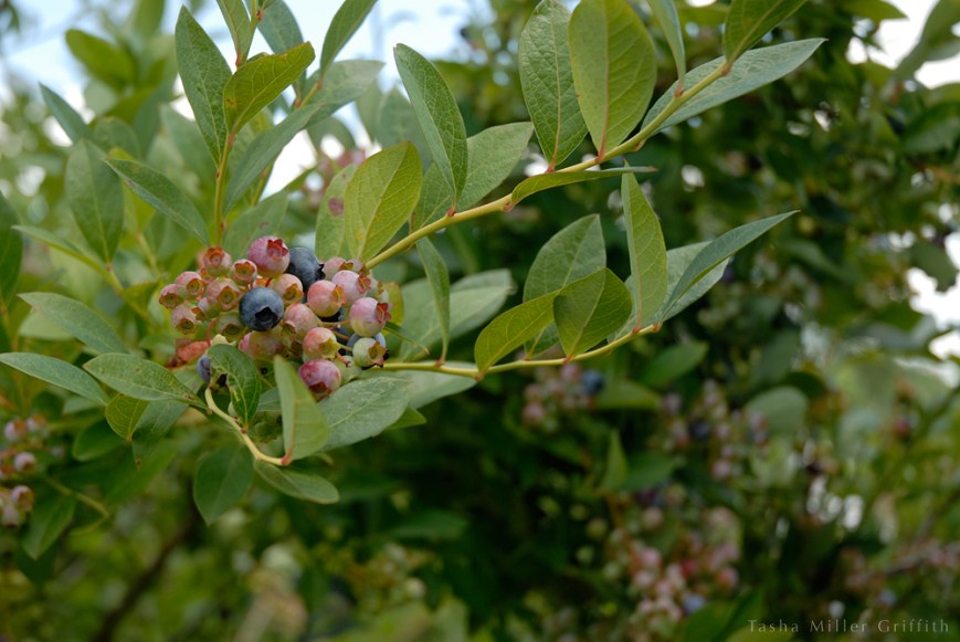 blueberry picking 3
