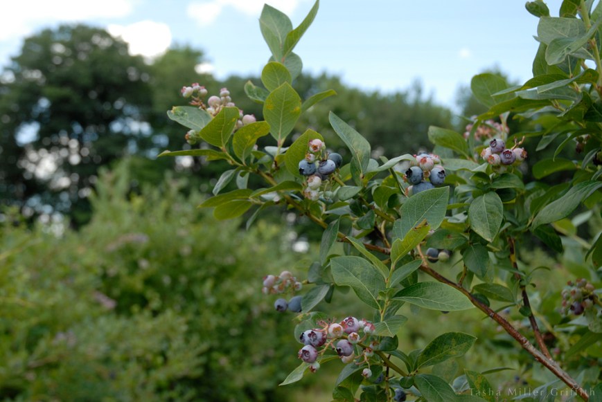 blueberry picking 4