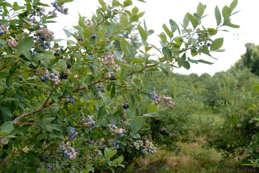 blueberry picking 5