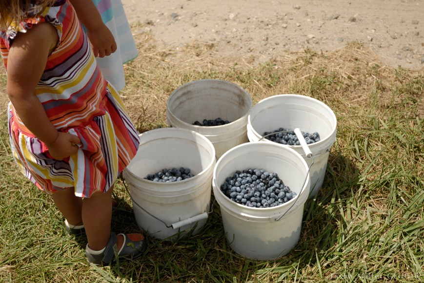 blueberry picking buckets