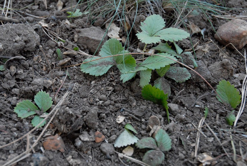 strawberries in compost