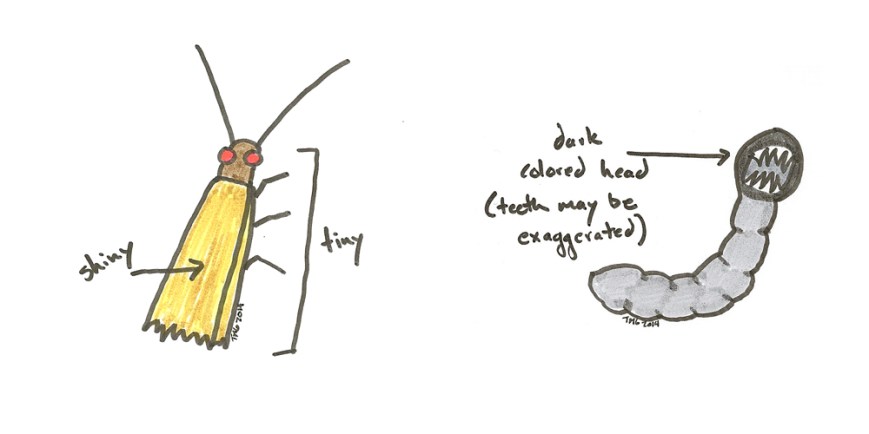 moth and larva