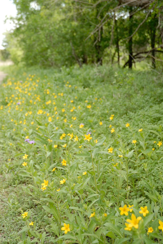 wildflowers texas spring 2014 10