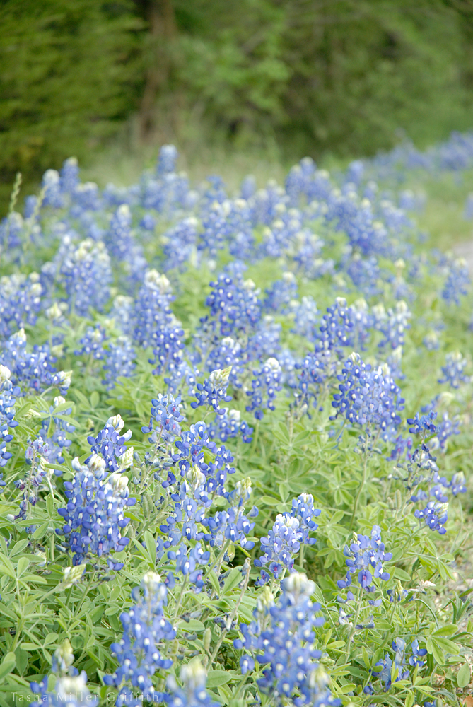 wildflowers texas spring 2014 11