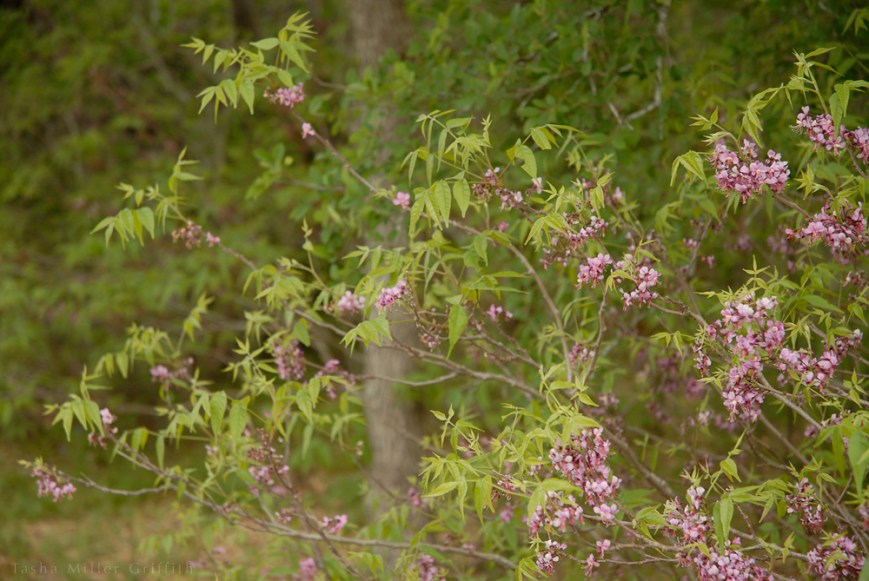 wildflowers texas spring 2014 12