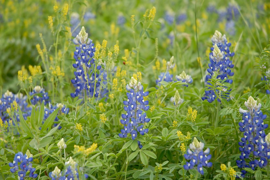 wildflowers texas spring 2014 3