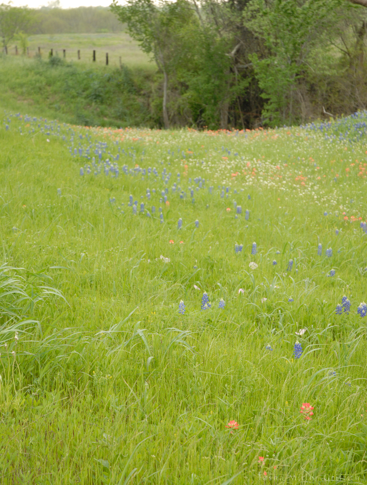 wildflowers texas spring 2014 4