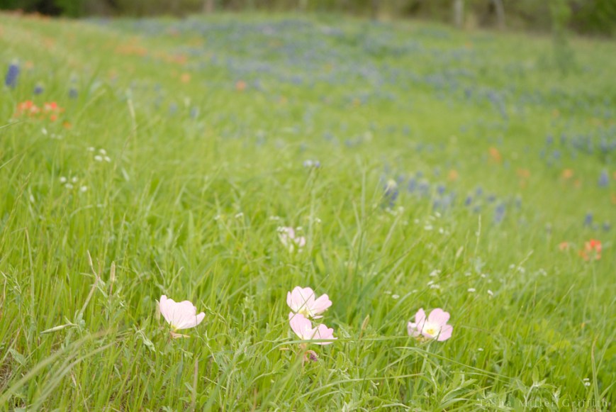 wildflowers texas spring 2014 5