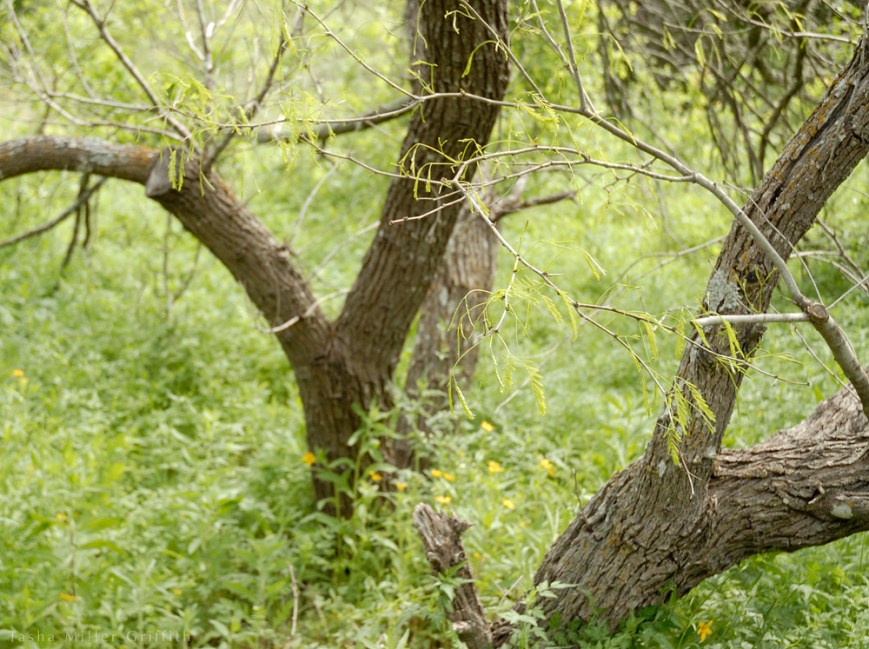 wildflowers texas spring 2014 7