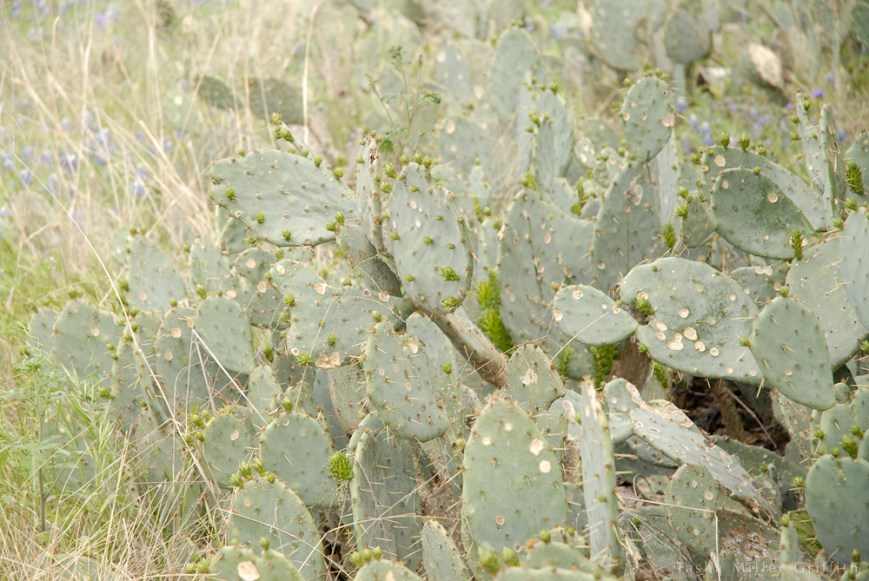 wildflowers texas spring 2014 8