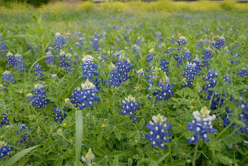 wildflowers texas sprng 2014 1