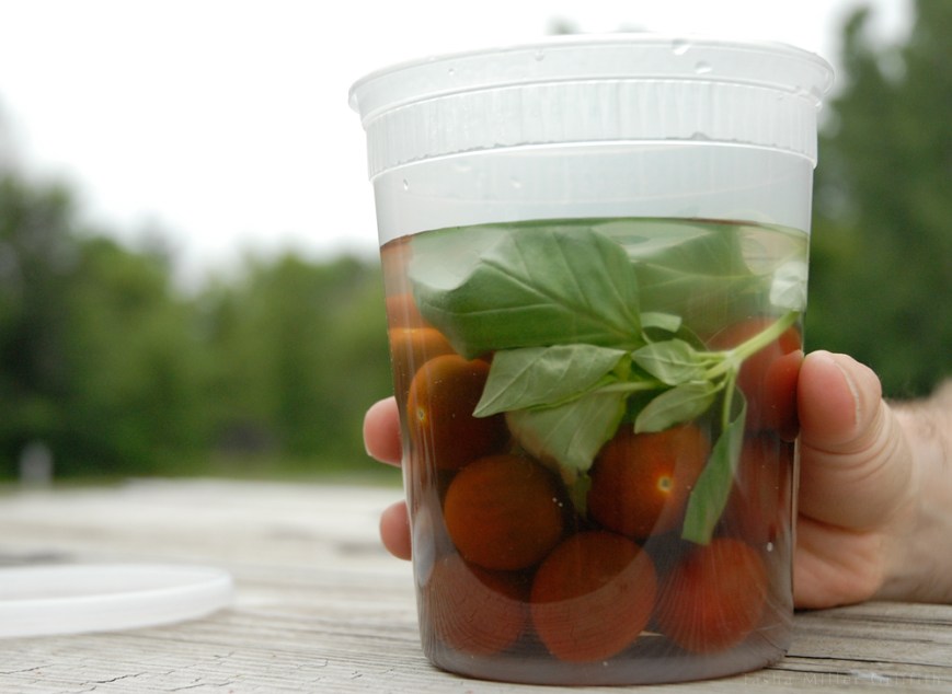 tomatoes in tub of water