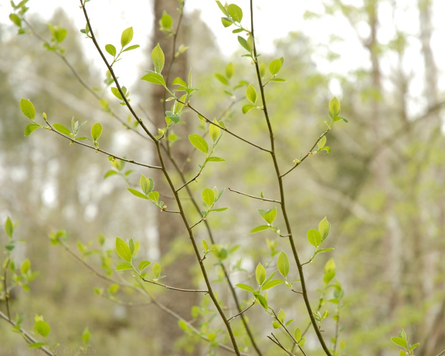 spring mammoth branches