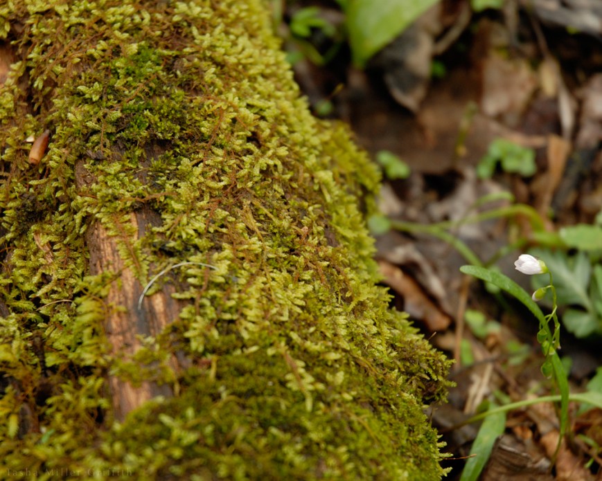 spring mammoth moss and flower