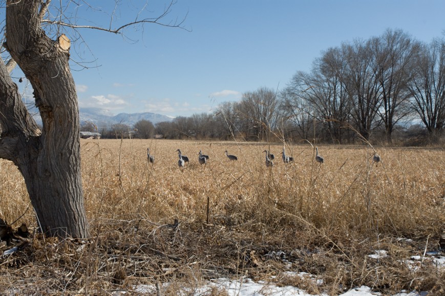 ABQ winter walk 2015 1