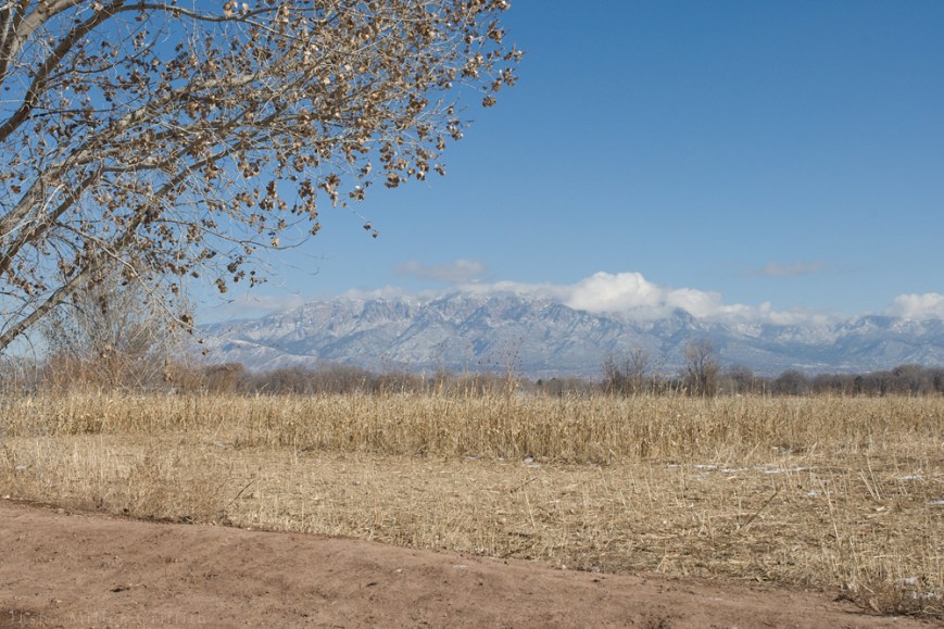 ABQ winter walk 2015 2