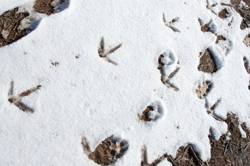 ABQ winter walk 2015 4