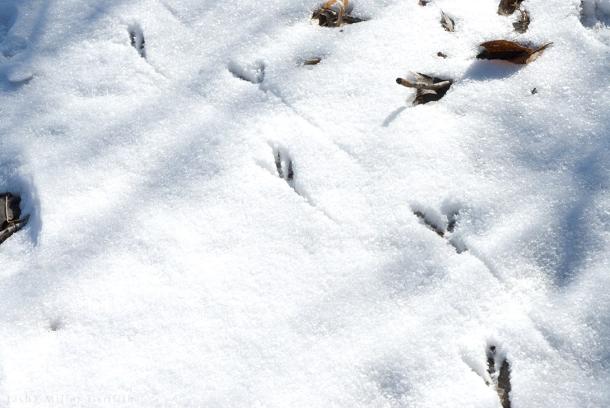 ABQ winter walk 2015 5