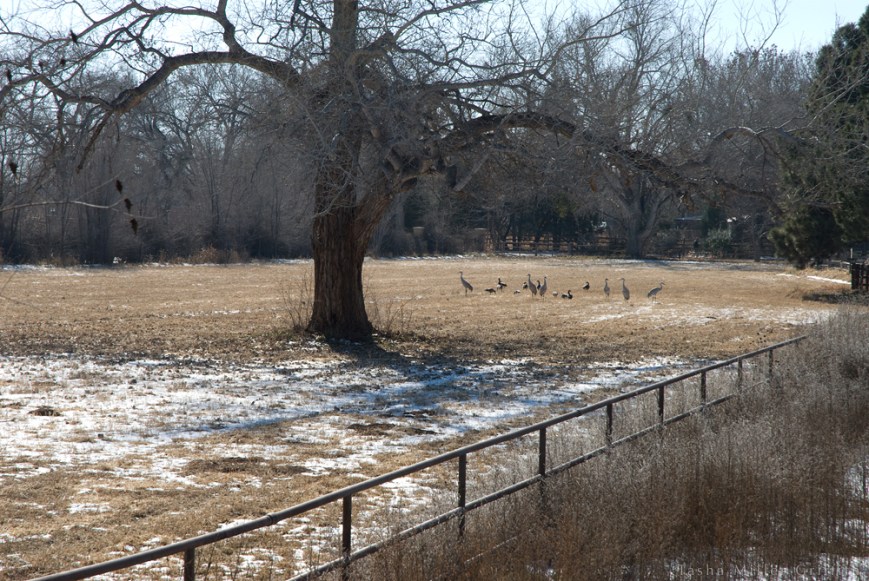 ABQ winter walk 2015 6